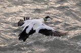 Eider