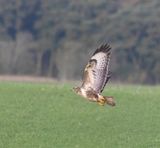 Buzzard