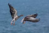 Greylag Geese