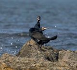 Cormorants