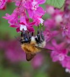 Carder bumblebee (Bombus pascuorum)