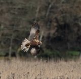 Marsh Harrier (female)