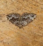 Water Carpet (Lampropteryx suffumata)