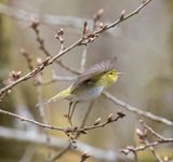 Wood Warbler