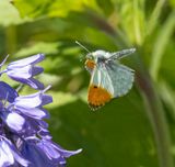 Orange-tip (Anthocharis cardamines)