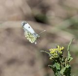 Orange-tip (Anthocharis cardamines) female