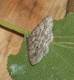 Engrailed (Ectropis crepuscularia)