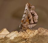 Early Thorn (Selenia dentaria)