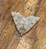 Scalloped Hazel (Odontopera bidentata)