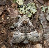 Nut-tree Tussock (Colocasia coryli)