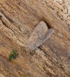 Common Quaker (Orthosia cerasi)