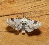 Lime-speck Pug (Eupithecia centaureata)