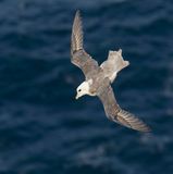 Fulmar