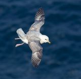 Fulmar