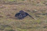 Great Skuas