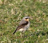 Wheatear