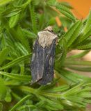 Shuttle-shaped Dart (Agrotis puta)