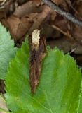 Coxcomb Prominent  (Ptilodon capucina)