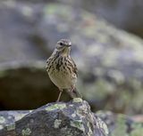 Tree Pipit