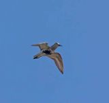 Dunlin