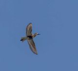Dunlin