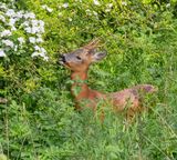 Roe buck
