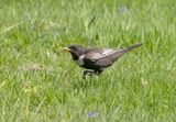 Ring Ouzel