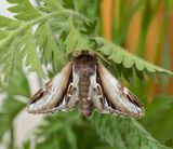 Lesser Swallow Prominent (Pheosia gnoma)