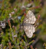 Common Heath (Ematurga atomaria)