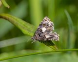 Knapweed Root-borer (Epiblema cirsiana)