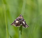 Knapweed Root-borer (Epiblema cirsiana)