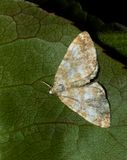 Sandy Carpet (Perizoma flavofasciata)