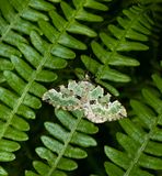 Green Carpet (Colostygia pectinataria)