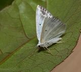 Clouded Silver (Lomographa temerata)