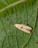 Large Pale Masoner (Blastobasis lacticolella)