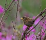 Wren (fledgling)