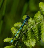 Azure Damselfly (Coenagrion paella)