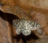 Latticed Heath (Chiasmia clathrata) 