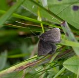 Chimney Sweeper (Odezia atrata)