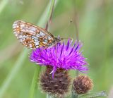 Small Pearl-bordered Fritillary (Boloria selene)