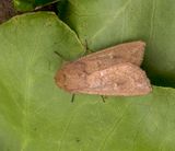 Clay (Mythimna ferrago)