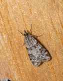 Scoparia ambigualis