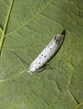 Spindle Ermine (Yponomeuta cagnagella)