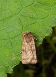 Six-striped Rustic (Xestia sexstrigata)