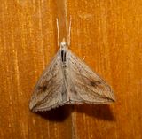 Garden Pebble (Evergestis forficalis)
