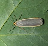 Common Footman (Eilema lurideola)