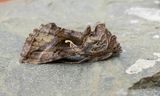 Silver Y (Autographa gamma)