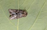 Marbled Minor (Oligia strigils)