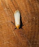 Buff Footman (Eilema depressa)