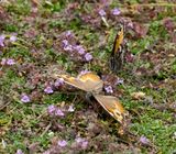 Grayling (Hipparchia semele)